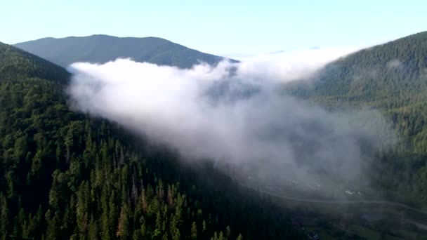 Luftaufnahme über den Wolken Berge mit Kiefernwald bedeckt — Stockvideo