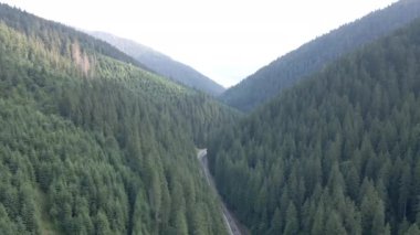 Karpatya dağlarındaki ormanın havadan görünüşü