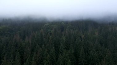 Dağlar ve bulutlardaki çam ağaçları