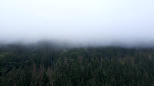 Montañas y pinos en las nubes — Vídeo de stock