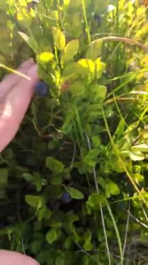 Ormanda yaban mersini toplarken yaz mevsiminde dağlarda yürüyüş yaparken.