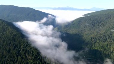 Bulutların üstündeki hava manzarası çam ağacı ormanlarıyla kaplı.