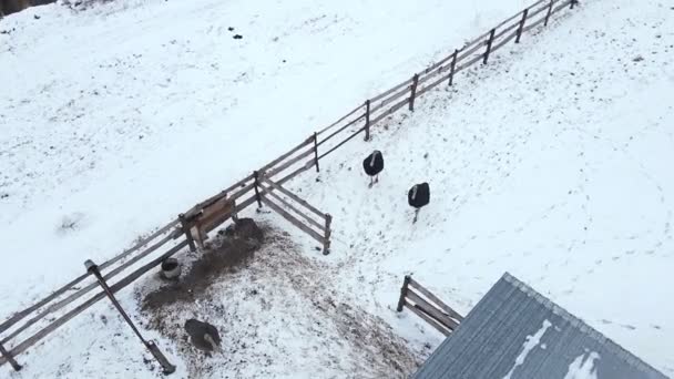 Aerial view of ostrich birds farm — Stock Video