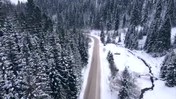 소나무 숲에 있는 눈덮인 도로의 공중 풍경 — 비디오