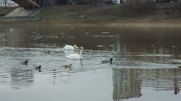 Dois cisnes brancos flutuando em um rio perto da ponte — Vídeo de Stock