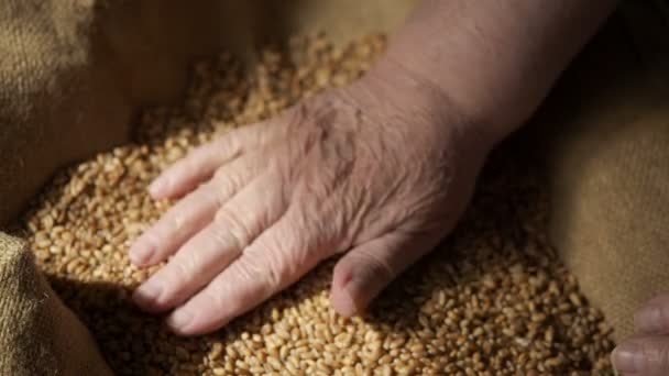 Close up grain of wheat and hands of women — Stock Video