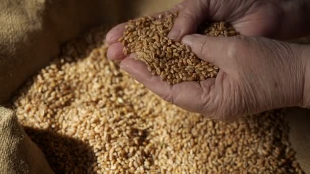 Feche o grão de trigo e mãos de mulheres — Vídeo de Stock