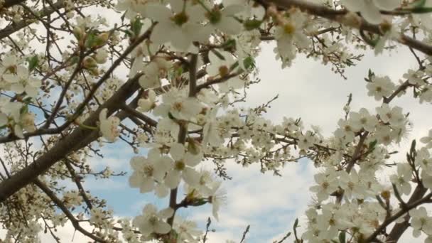Κοντινό πλάνο δεντρί ανθεί κλωνάρι με τα άσπρα άνθη την άνοιξη — Αρχείο Βίντεο