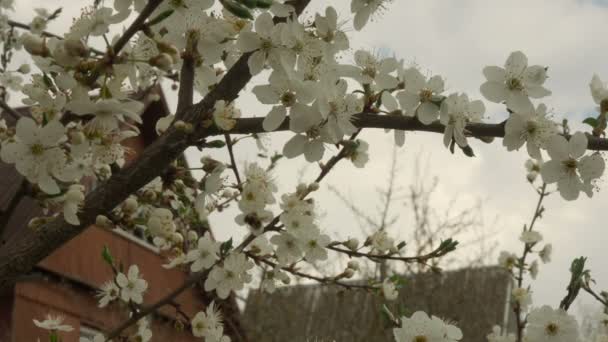 Primer plano de las flores de los árboles en primavera, rama de los árboles con flores blancas — Vídeo de stock