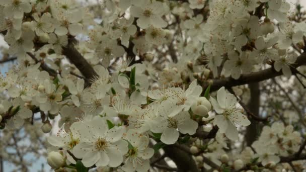 Primer plano de las flores de los árboles en primavera, rama de los árboles con flores blancas — Vídeos de Stock