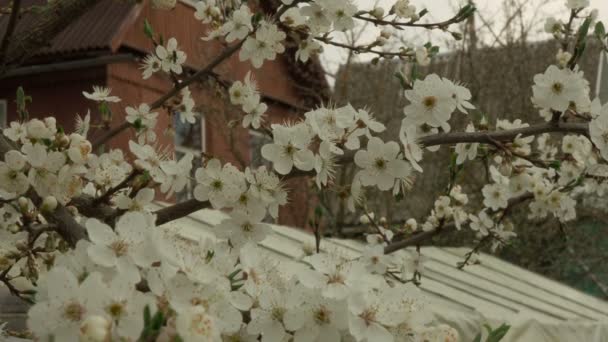 봄에서 나무 꽃의 클로즈업 — 비디오