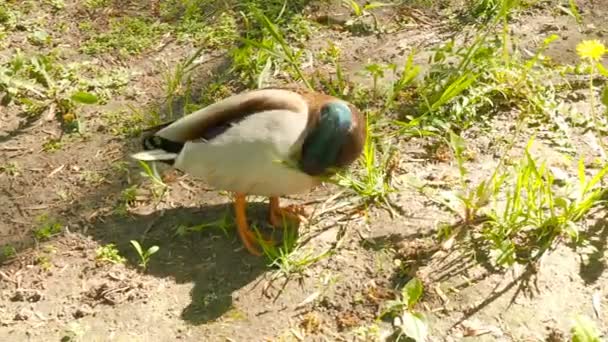 Le canard nettoie les plumes dans l'herbe — Video