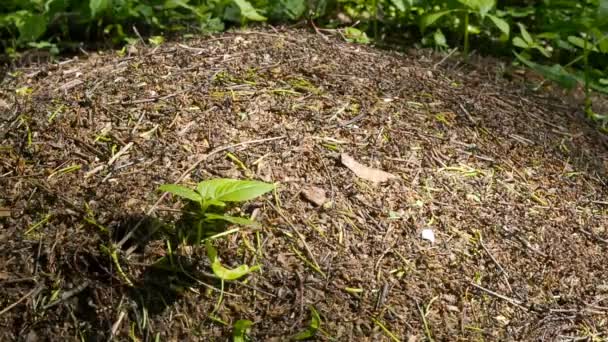 Myrstacken på trädstam - närbild myror koloni — Stockvideo