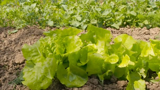 Leaf lettuce on a bed in the garden — Stock Video