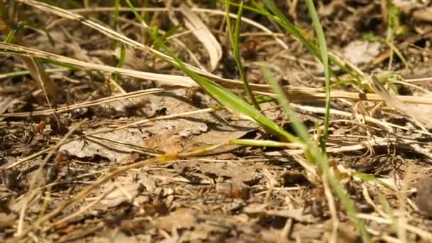 숲의 경로-근접 촬영 개미 식민지에 개미 — 비디오