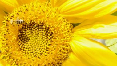 Ayçiçeği, güneşli hava çalışma arı