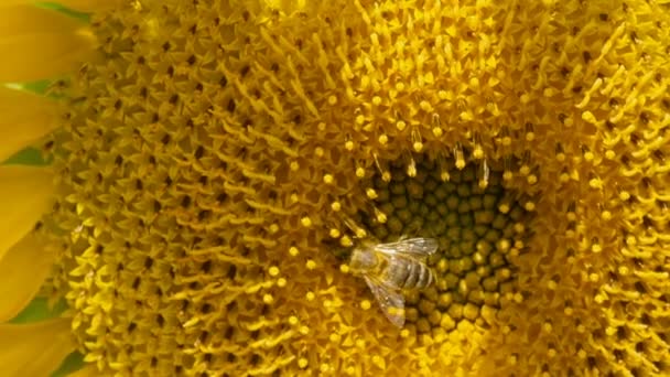 Пчела работает на подсолнух, солнечная погода — стоковое видео