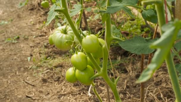 Tomates verdes en rama — Vídeo de stock
