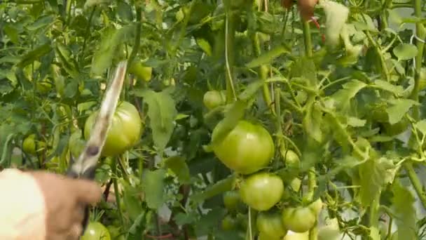 Péče o zelené rajčata na větvi — Stock video