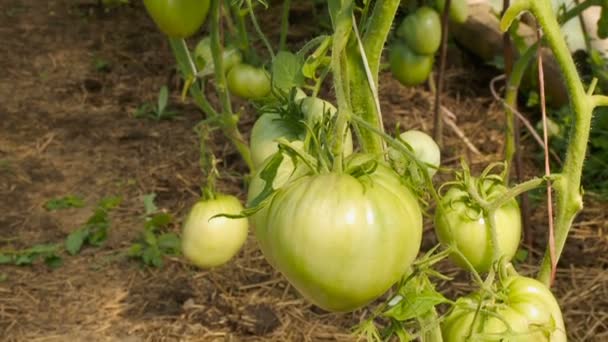 tomates vertes sur la branche