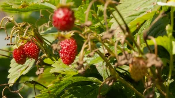 Verse, rijpe aardbeien, nog steeds op de bush — Stockvideo