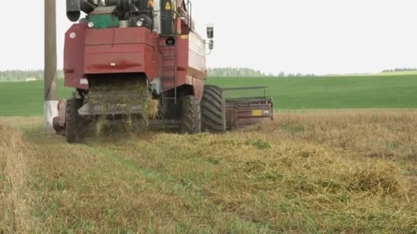 Combine harvester gathers the wheat crop — Stock Video