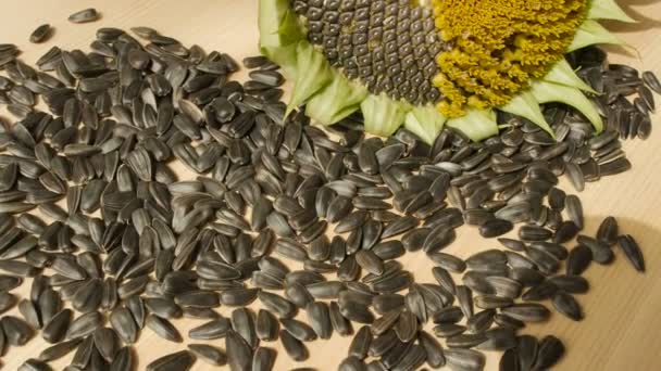 Sunflower seeds, sunflower flower on the wooden table, tilt — Stock Video