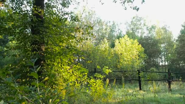 Looking at a forest from the other side of a handmade wooden fence — Stock Video