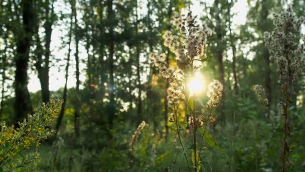 Fleur de forêt sur fond de coucher de soleil dans la forêt — Video