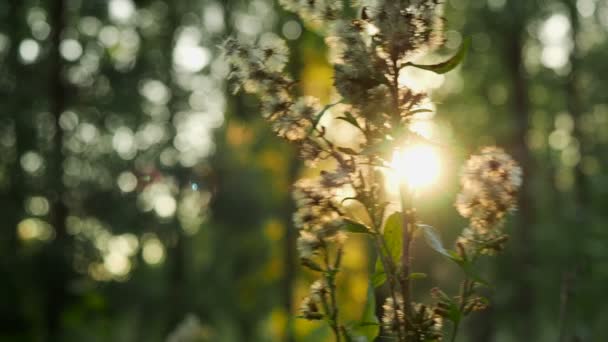 Лесной цветок на фоне заката в лесу — стоковое видео