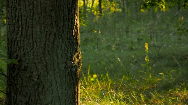 Hermoso atardecer en el bosque — Vídeos de Stock