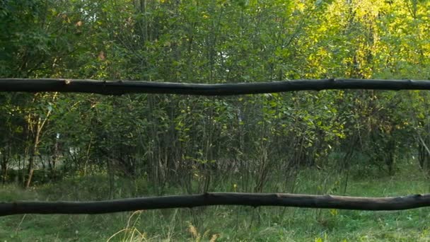 Дивлячись на ліс з іншого боку дерев'яного паркану ручної роботи — стокове відео