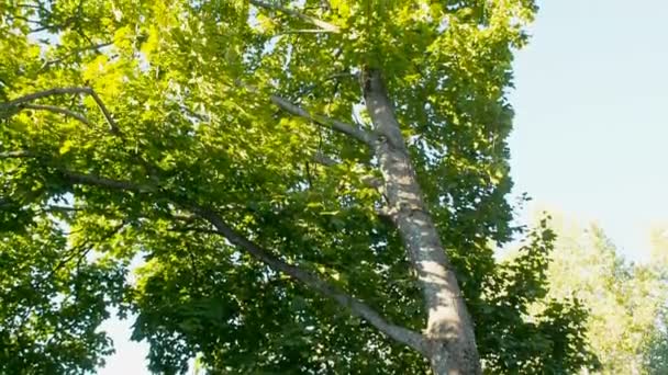 Lonely old maple on green meadow against blue sky background — Stock Video