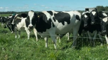 İnekler sahada kamera için poz