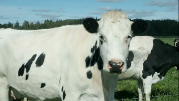 Αγελάδες σχετικά με το πεδίο θέτουν για φωτογραφική μηχανή — Αρχείο Βίντεο