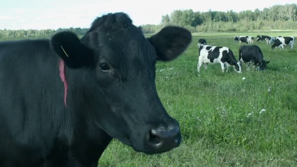 Kühe auf dem Feld posieren für die Kamera. — Stockvideo
