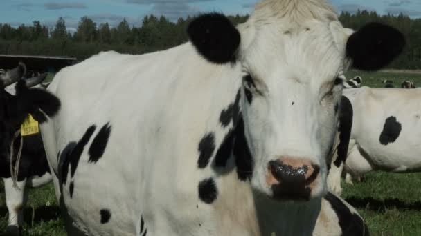 Коровы на поле позируют перед камерой — стоковое видео