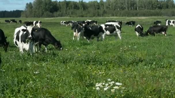 Krowy na pole, światło słoneczne. — Wideo stockowe