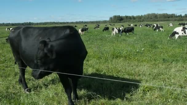 Коровы на поле позируют перед камерой — стоковое видео