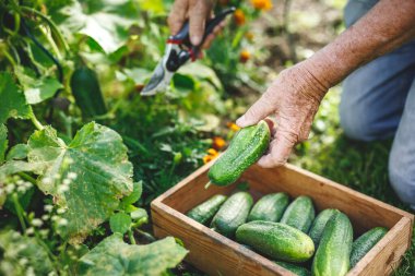 Salatalık hasadı. Çiftçi organik sebze bahçesinde salatalık topluyor.