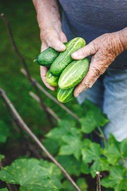 Sebze bahçesinde salatalık toplayan kıdemli bir adam. Sürdürülebilir bahçe işlerinden elde edilen ev yapımı ürünler