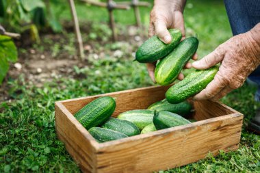 Organik sebze bahçesinden salatalık topluyorum. Sürdürülebilir bahçe işleri