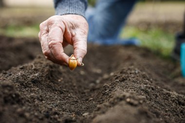 Soğan ekme. Küçük sarı soğan soğanlarını bahçe yatağına koyuyor. Bahar bahçıvanı sebze tohumu