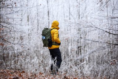 Kış ormanlarında yürüyüş. Sırt çantalı sarı ceketli yürüyüşçü, soğuk ormanlık alanda yürüyor.