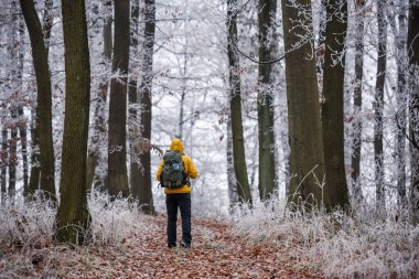 Kış ormanlarında yürüyüş. Sırt çantalı bir turist, buzlu ormanlarda yürüyüş yolunda yürüyor.