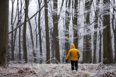 Sarı ceketli bir adam kış ormanında yürüyor. Donmuş ormanlık alanda yürüyüş.