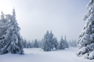 Karla kaplı buzlu orman, kışın dağ manzarasında sisli çam ağacı. Sis ve soğuk hava. Karlı doğada atmosfer havası