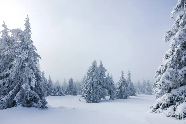 Karla kaplı buzlu orman, kışın dağ manzarasında sisli çam ağacı. Sis ve soğuk hava. Karlı doğada atmosfer havası