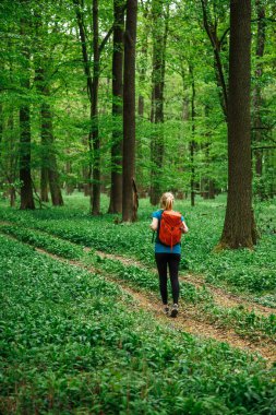 Tek başına yürüyen bir kadın, bahar yürüyüşü sırasında yeşil ormanda yürüyor, doğada aktif bir yaşam tarzı yaşıyor.