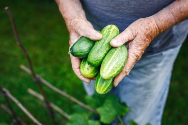 Sebze bahçesinde salatalık toplayan kıdemli çiftçi. Sürdürülebilir bahçe işlerinden elde edilen ev yapımı ürünler